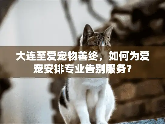 大连至爱宠物善终，如何为爱宠安排专业告别服务？