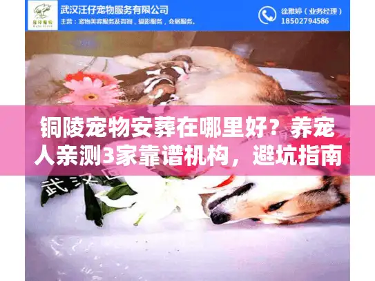 铜陵宠物安葬在哪里好？养宠人亲测3家靠谱机构，避坑指南全在这里