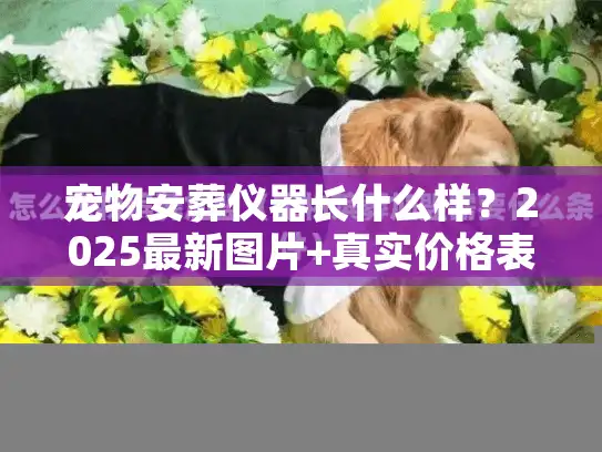 宠物安葬仪器长什么样？2025最新图片+真实价格表，帮你避开殡葬服务3大陷阱