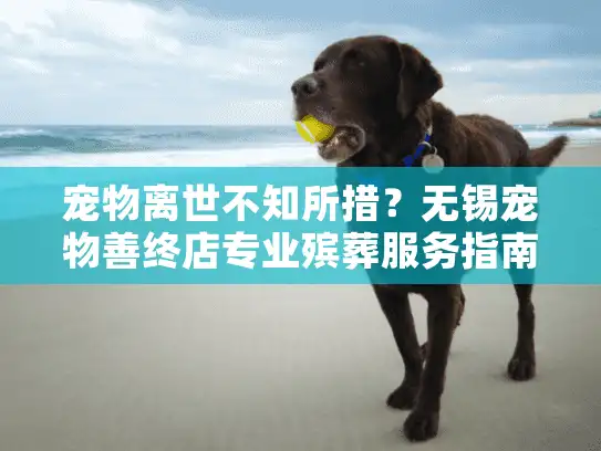 宠物离世不知所措？无锡宠物善终店专业殡葬服务指南