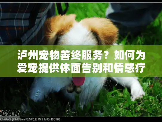 泸州宠物善终服务？如何为爱宠提供体面告别和情感疗愈