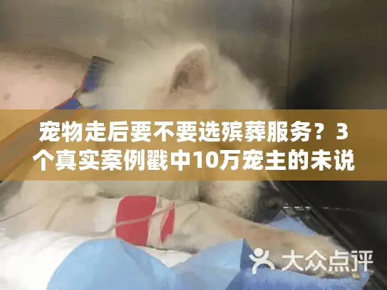 宠物走后要不要选殡葬服务？3个真实案例戳中10万宠主的未说之痛