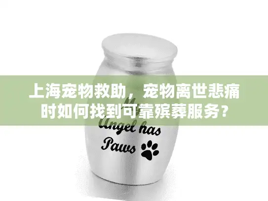 上海宠物救助，宠物离世悲痛时如何找到可靠殡葬服务？