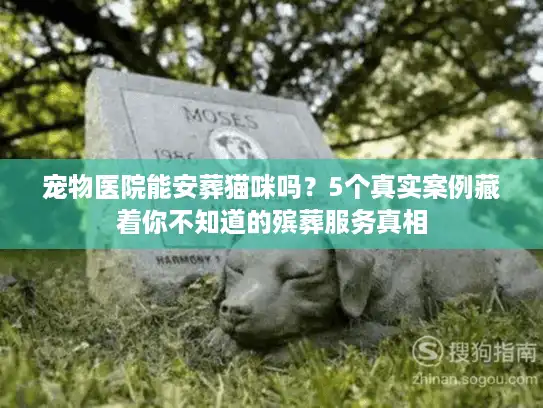 宠物医院能安葬猫咪吗？5个真实案例藏着你不知道的殡葬服务真相