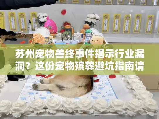 苏州宠物善终事件揭示行业漏洞？这份宠物殡葬避坑指南请收好