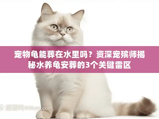 宠物龟能葬在水里吗？资深宠殡师揭秘水养龟安葬的3个关键雷区