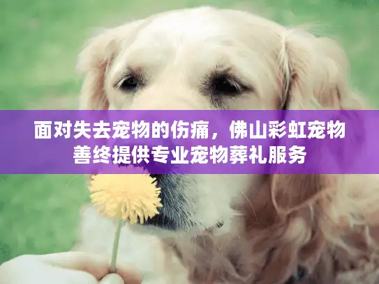 面对失去宠物的伤痛，佛山彩虹宠物善终提供专业宠物葬礼服务