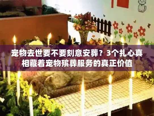 宠物去世要不要刻意安葬？3个扎心真相藏着宠物殡葬服务的真正价值