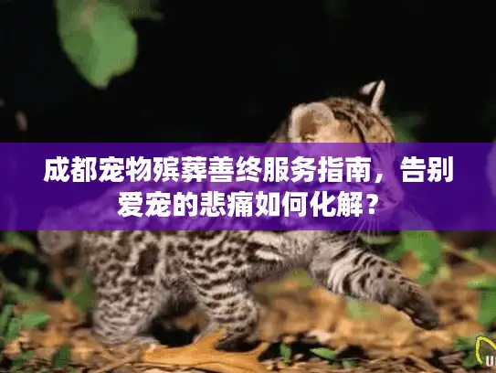 成都宠物殡葬善终服务指南，告别爱宠的悲痛如何化解？