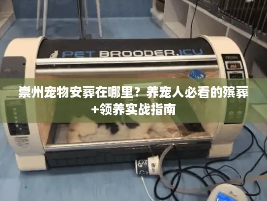 崇州宠物安葬在哪里？养宠人必看的殡葬+领养实战指南
