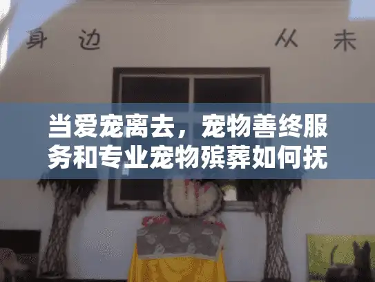 当爱宠离去，宠物善终服务和专业宠物殡葬如何抚慰心灵？