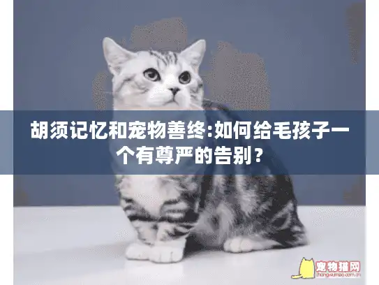 胡须记忆和宠物善终:如何给毛孩子一个有尊严的告别？