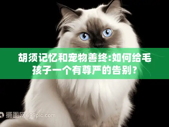 胡须记忆和宠物善终:如何给毛孩子一个有尊严的告别？