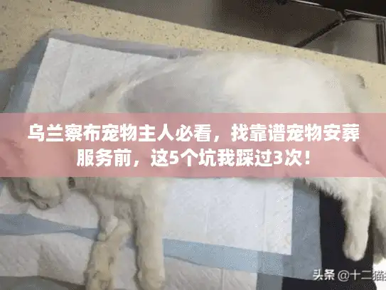 乌兰察布宠物主人必看，找靠谱宠物安葬服务前，这5个坑我踩过3次！
