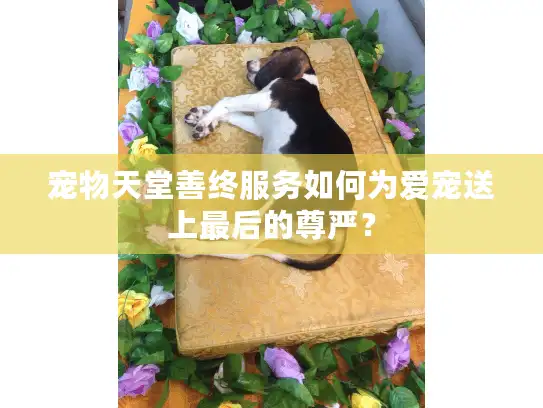 宠物天堂善终服务如何为爱宠送上最后的尊严？