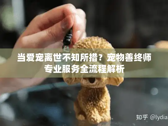 当爱宠离世不知所措？宠物善终师专业服务全流程解析