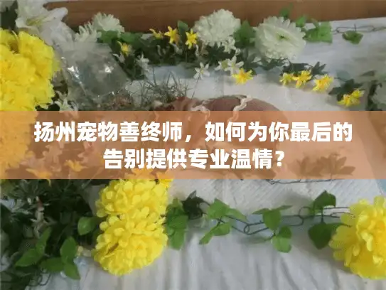 扬州宠物善终师，如何为你最后的告别提供专业温情？