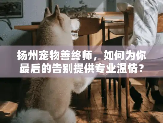 扬州宠物善终师，如何为你最后的告别提供专业温情？