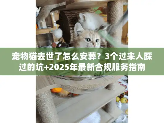 宠物猫去世了怎么安葬？3个过来人踩过的坑+2025年最新合规服务指南
