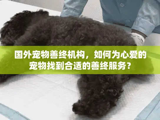 国外宠物善终机构，如何为心爱的宠物找到合适的善终服务？