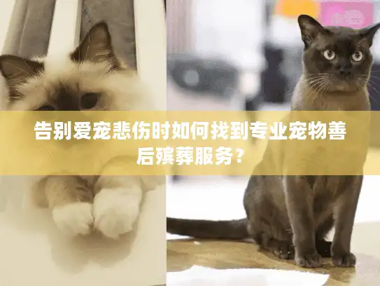 告别爱宠悲伤时如何找到专业宠物善后殡葬服务？