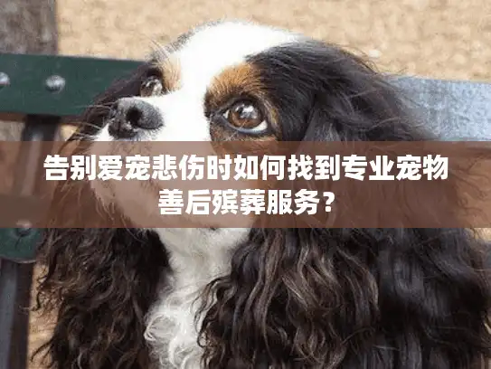 告别爱宠悲伤时如何找到专业宠物善后殡葬服务？
