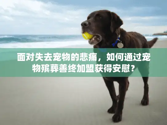 面对失去宠物的悲痛，如何通过宠物殡葬善终加盟获得安慰？