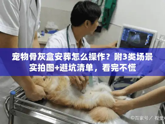 宠物骨灰盒安葬怎么操作？附3类场景实拍图+避坑清单，看完不慌