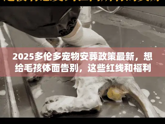 2025多伦多宠物安葬政策最新，想给毛孩体面告别，这些红线和福利必须先搞懂！