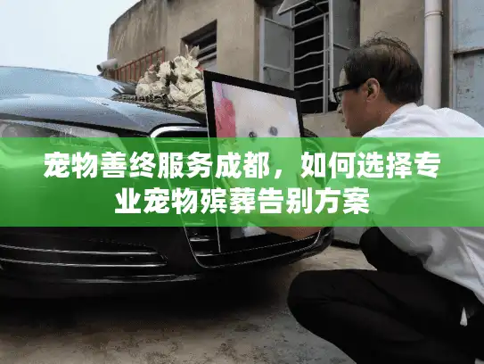 宠物善终服务成都，如何选择专业宠物殡葬告别方案
