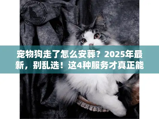 宠物狗走了怎么安葬？2025年最新，别乱选！这4种服务才真正能让毛孩子安心
