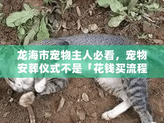 龙海市宠物主人必看，宠物安葬仪式不是「花钱买流程」这3个细节才是告别最该在意的