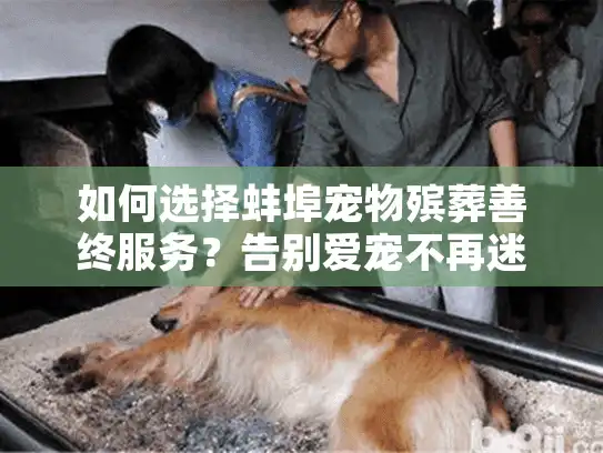 如何选择蚌埠宠物殡葬善终服务？告别爱宠不再迷茫
