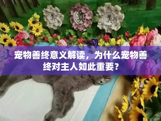 宠物善终意义解读，为什么宠物善终对主人如此重要？
