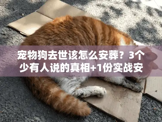 宠物狗去世该怎么安葬？3个少有人说的真相+1份实战安葬清单