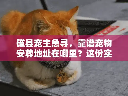 磁县宠主急寻，靠谱宠物安葬地址在哪里？这份实战指南帮你避坑