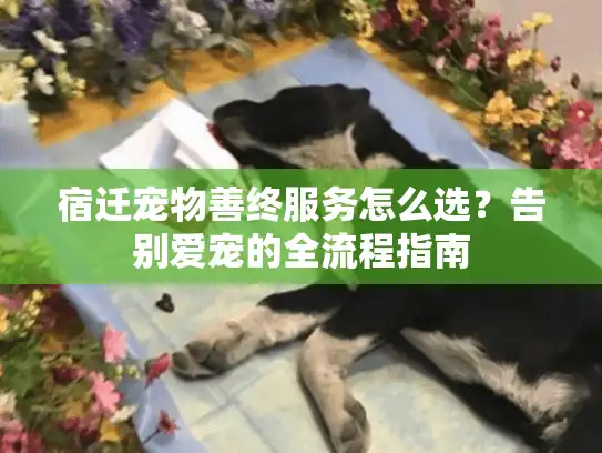 宿迁宠物善终服务怎么选？告别爱宠的全流程指南