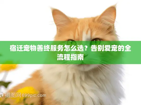 宿迁宠物善终服务怎么选？告别爱宠的全流程指南