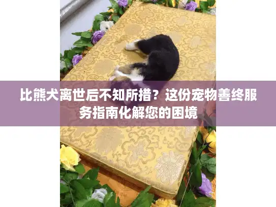 比熊犬离世后不知所措？这份宠物善终服务指南化解您的困境