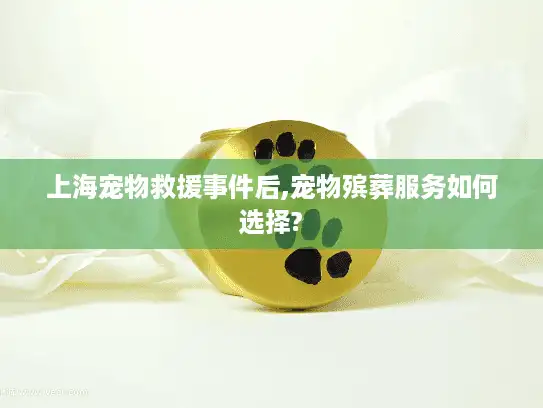 上海宠物救援事件后,宠物殡葬服务如何选择?