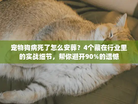 宠物狗病死了怎么安葬？4个藏在行业里的实战细节，帮你避开90%的遗憾