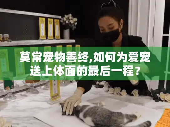 莫常宠物善终,如何为爱宠送上体面的最后一程？