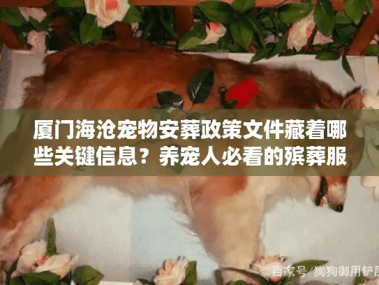 厦门海沧宠物安葬政策文件藏着哪些关键信息？养宠人必看的殡葬服务实操指南