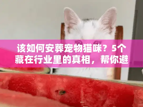 该如何安葬宠物猫咪？5个藏在行业里的真相，帮你避开90%的遗憾