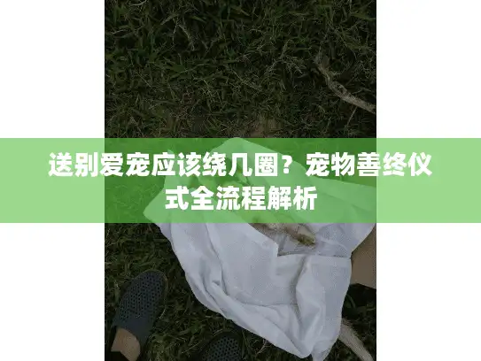 送别爱宠应该绕几圈？宠物善终仪式全流程解析