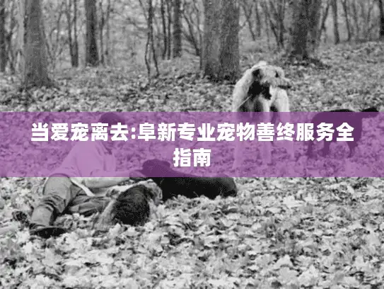 当爱宠离去:阜新专业宠物善终服务全指南