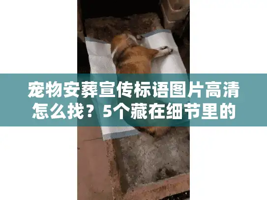 宠物安葬宣传标语图片高清怎么找？5个藏在细节里的暖心真相帮你选对服务