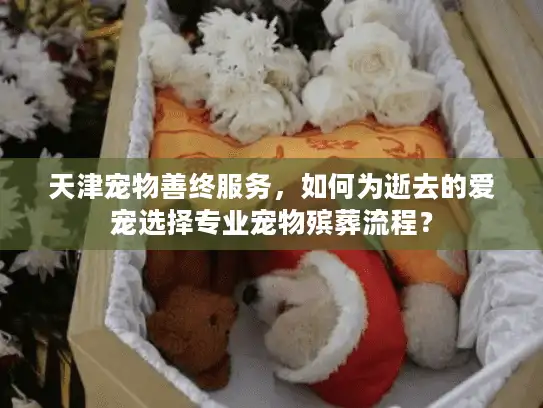 天津宠物善终服务，如何为逝去的爱宠选择专业宠物殡葬流程？