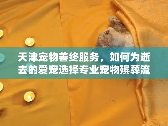 天津宠物善终服务，如何为逝去的爱宠选择专业宠物殡葬流程？