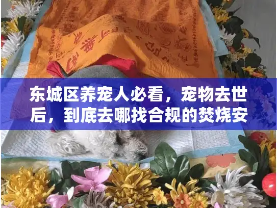 东城区养宠人必看，宠物去世后，到底去哪找合规的焚烧安葬服务？